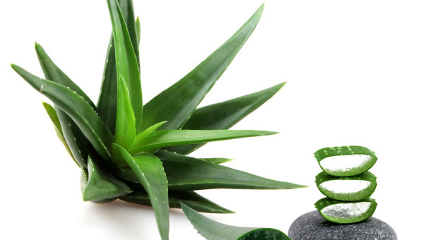 Aloe vera - un veritabil medicament natural